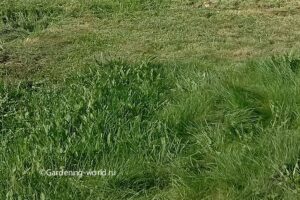Мульчирование травой: горячий способ улучшить почву и защитить растения