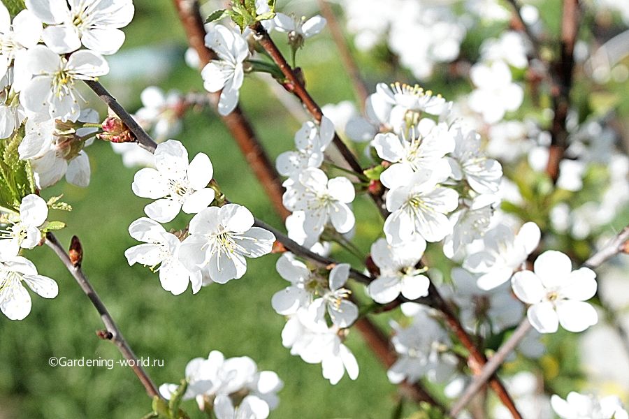 7 причин, почему вишня не плодоносит, но цветёт - Мир Садоводства