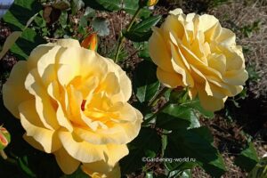 7 секретов ухода за розами в открытом грунте