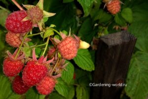 Почему малина сохнет, без ягод — секреты успешного урожая