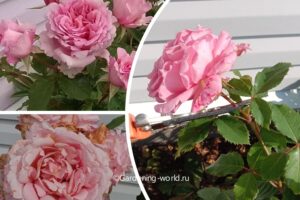 Как обрезать розы после цветения в июле-августе
