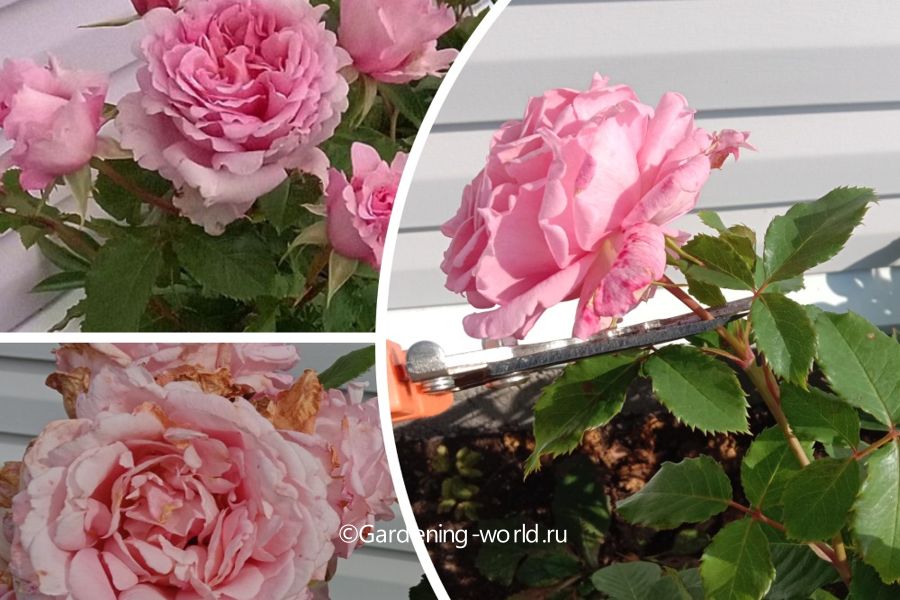 Как обрезать розы после цветения в июле-августе - Мир Садоводства