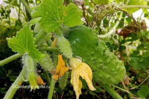 Огурцы осенью в теплице без обогрева — 5 секретов успеха, как продлить плодоношение