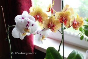 Полив орхидеи — особые правила зимой и во время цветения