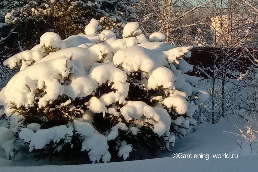 Хвойные зимой — важные советы по уходу за растениями