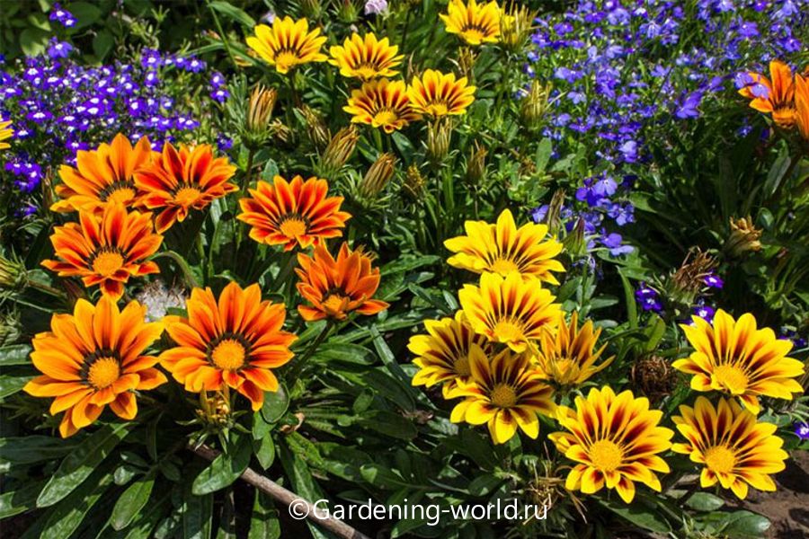 Газания — 7 правил выращивания из семян, уход, место в саду