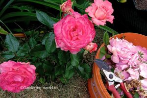 Обрезка роз после цветения летом — 3 основных правила